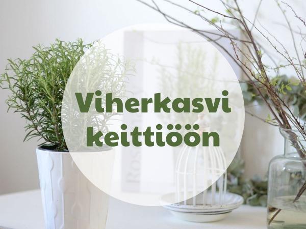 Viherkasvi keittiöön